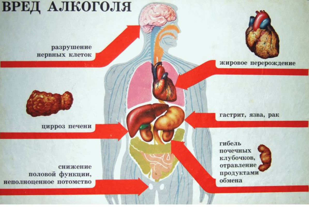 Действие алкоголя на внутренние органы человека